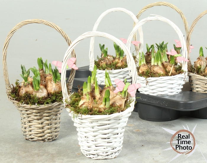 <h4>ARR NARCISSUS</h4>