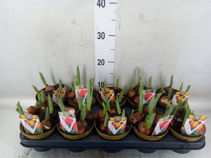 <h4>Tulipa   ...mix</h4>