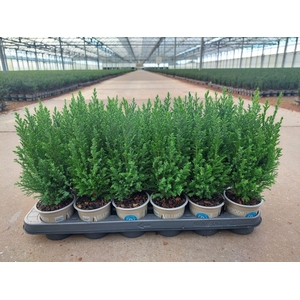 Chamaecyparis law. 'Ellwoodii