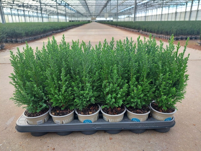 <h4>Chamaecyparis law. 'Ellwoodii</h4>