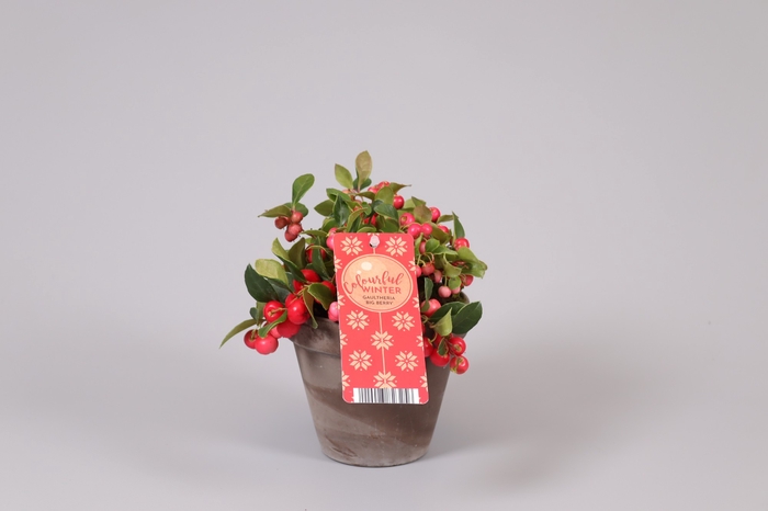 Gaultheria Big Berry Keramiek Terracotta