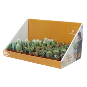 Cactus mix 5,5 cm in grote showdoos your lifetime plant