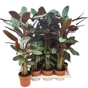 CTENANTHE COMPACTSTA