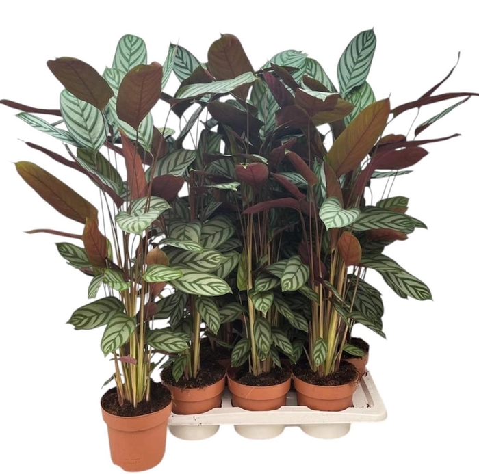 <h4>CTENANTHE COMPACTSTA</h4>
