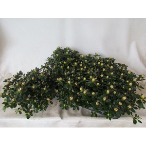 RHODO SI SACHSEN GEM