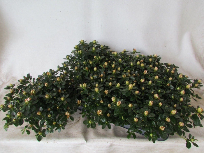 <h4>RHODO SI SACHSEN GEM</h4>