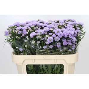 Aster Astee Milka