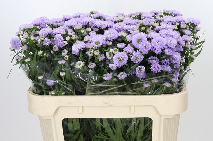 <h4>Aster Astee Milka</h4>