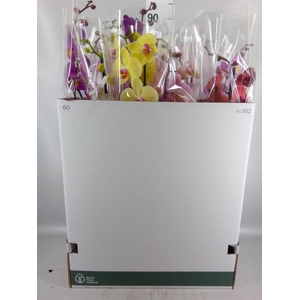 Phalaenopsis   ...mix