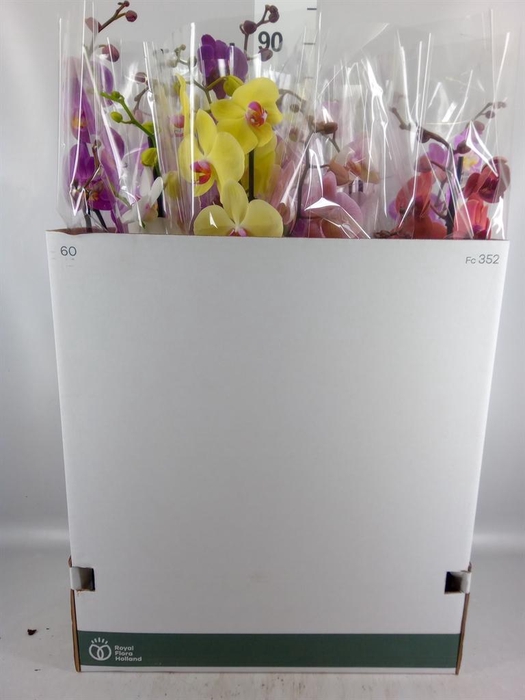 <h4>Phalaenopsis   ...mix</h4>