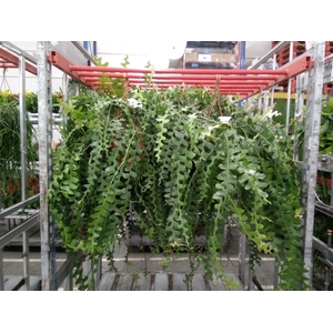 Epiphyllum anguliger