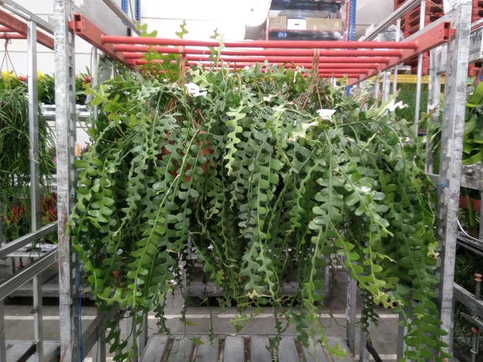 <h4>Epiphyllum anguliger</h4>
