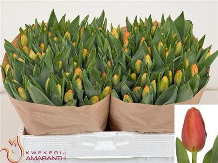 <h4>Tu En Time Out</h4>