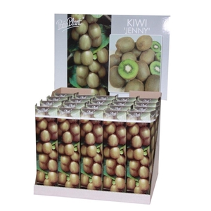 Actinidia deliciosa ´Jenny´ (Kiwi)