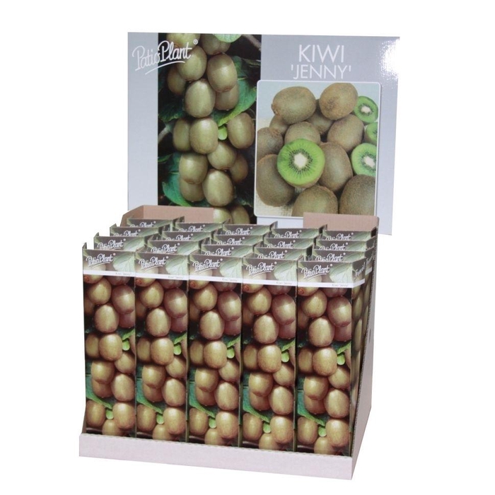 <h4>Actinidia deliciosa ´Jenny´ (Kiwi)</h4>