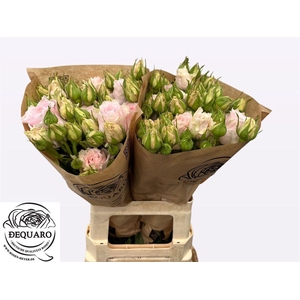 R Tr Country Spirit Peonia