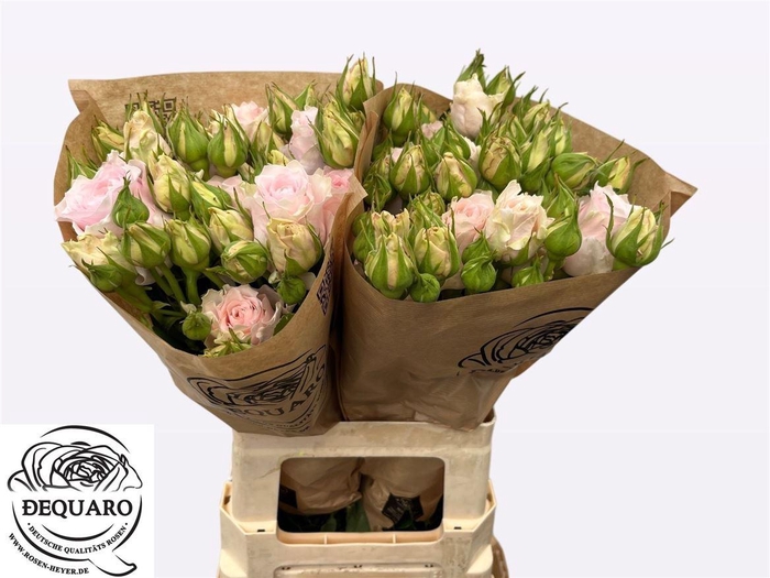 <h4>R Tr Country Spirit Peonia</h4>