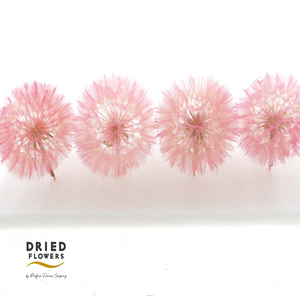 Dried Bleached Dandelion Pink