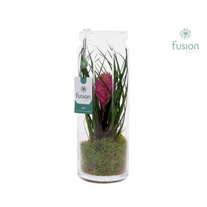 Glazen vaas met Tillandsia