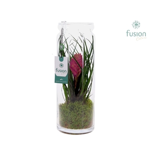 Glazen vaas met Tillandsia