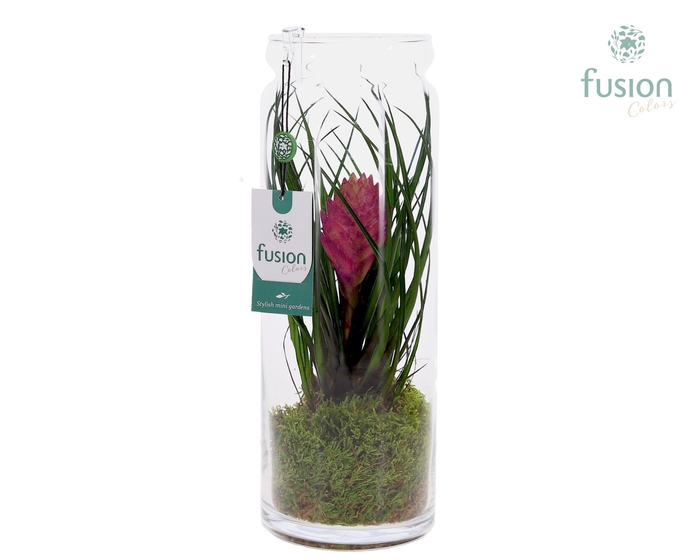 <h4>Glazen vaas met Tillandsia</h4>