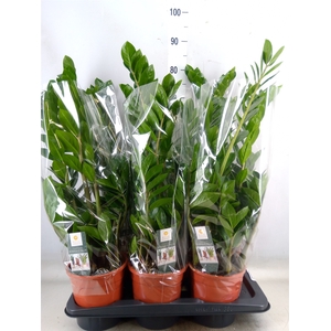 Zamioculcas zamiifolia