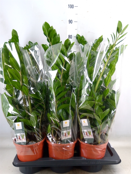 <h4>Zamioculcas zamiifolia</h4>