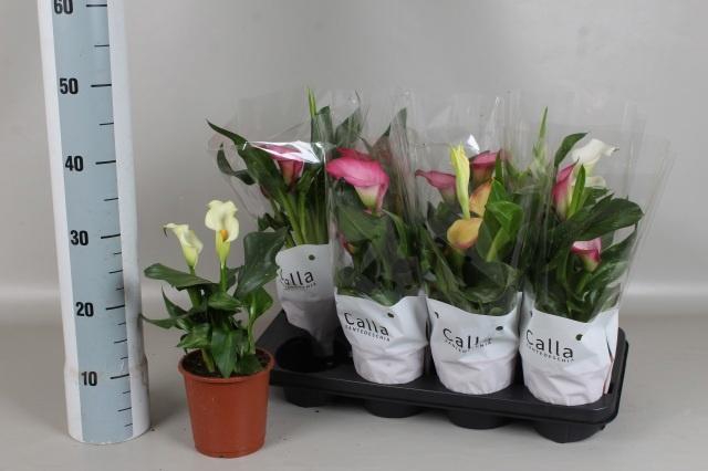 <h4>ZANT GEM 5 KL</h4>