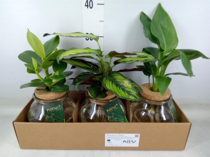 <h4>Planten  ..mix</h4>