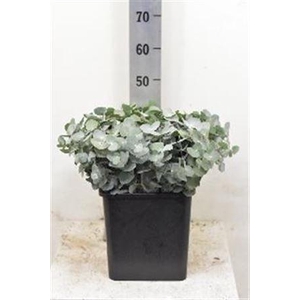Euca Cinerea P Stem (10 Stems Per Bunch)