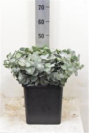 <h4>Euca Cinerea P Stem (10 Stems Per Bunch)</h4>
