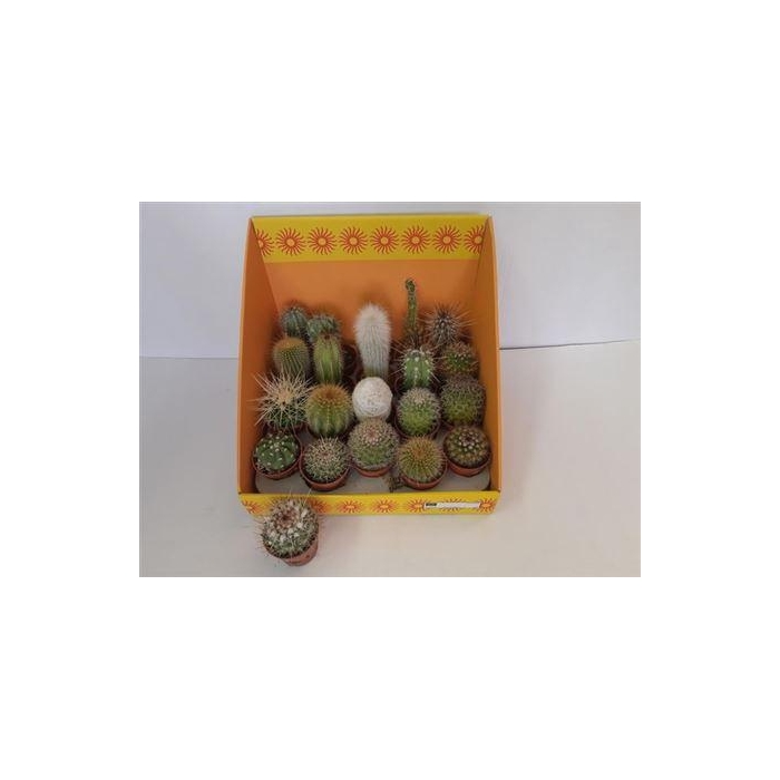 <h4>Cactus Gem 18 Srt</h4>