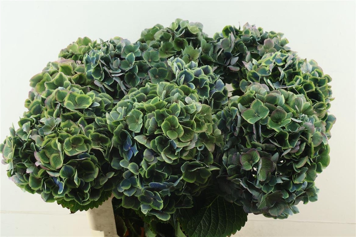 <h4>Hydr M Cl. Beau Dali 60-19</h4>