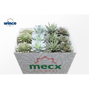 Succulent Mix (4spc) (mecx Flowers)