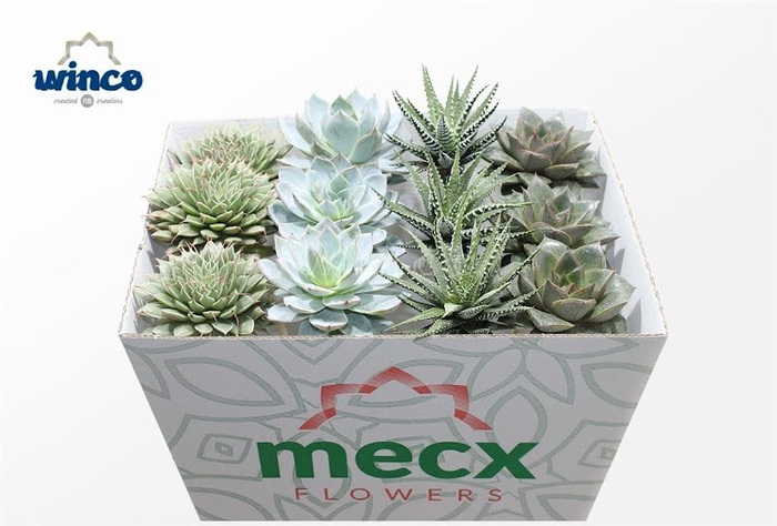 <h4>Succulent Mix (4spc) (mecx Flowers)</h4>