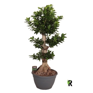 Ficus Mi Ginseng XL