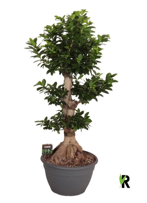 <h4>Ficus Mi Ginseng XL</h4>