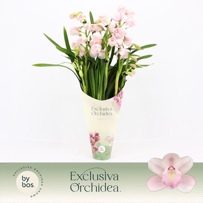 <h4>Cymbidium, Pink Bell 5-spike 'Exclusiva Orchidea' Potcover</h4>