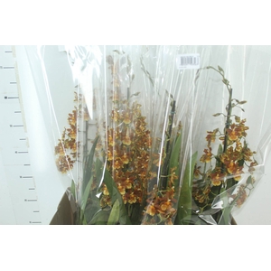 ORQUIDEA CATATANTE SUN SPOTS P14