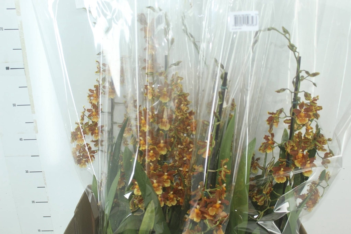 <h4>ORQUIDEA CATATANTE SUN SPOTS P14</h4>