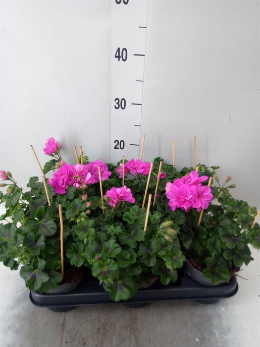 <h4>Pelargonium pelt.   ...</h4>