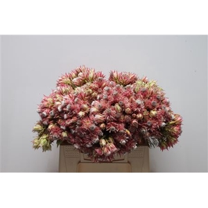 Blushing Bride Pink 6-9
