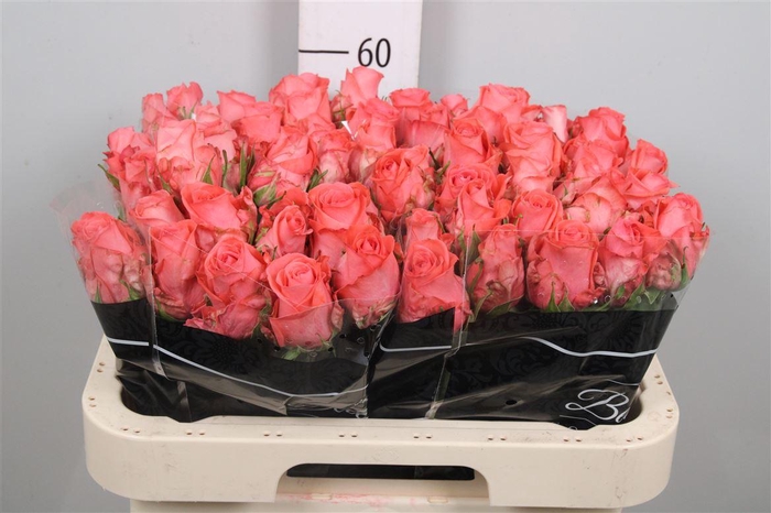 <h4>R Gr Sankara</h4>