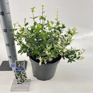 Euonymus fortunei Harlequin