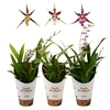BRASSIA SUMMER DREAM