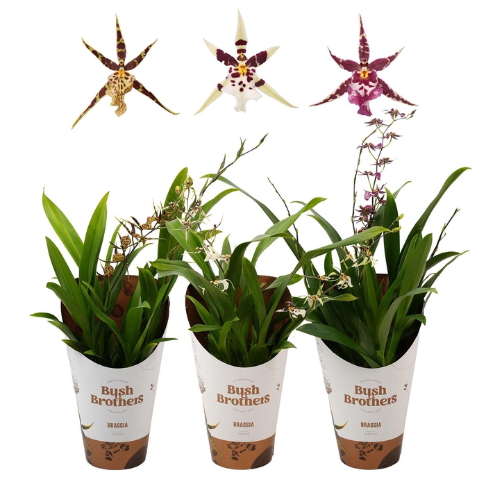 BRASSIA SUMMER DREAM
