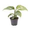 MONSTERA DELICIOSA P6 ADENSONII