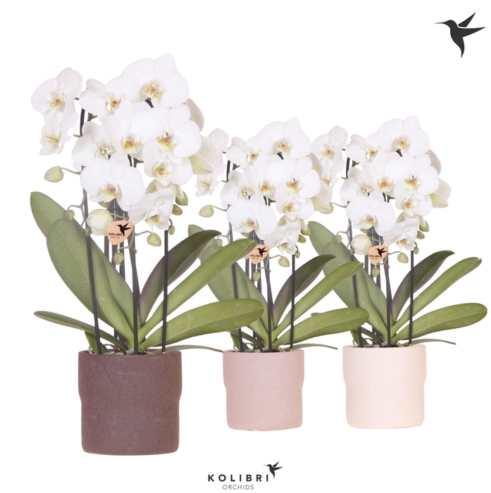 <h4>Kolibri Orchids Cascade Niagara Fall white 3 spike in Rustic pot mix</h4>