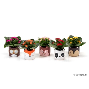 KALANCHOE BLOSSFELDIANA 'MINI'