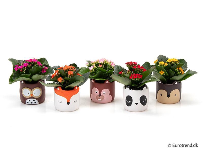 <h4>KALANCHOE BLOSSFELDIANA 'MINI'</h4>